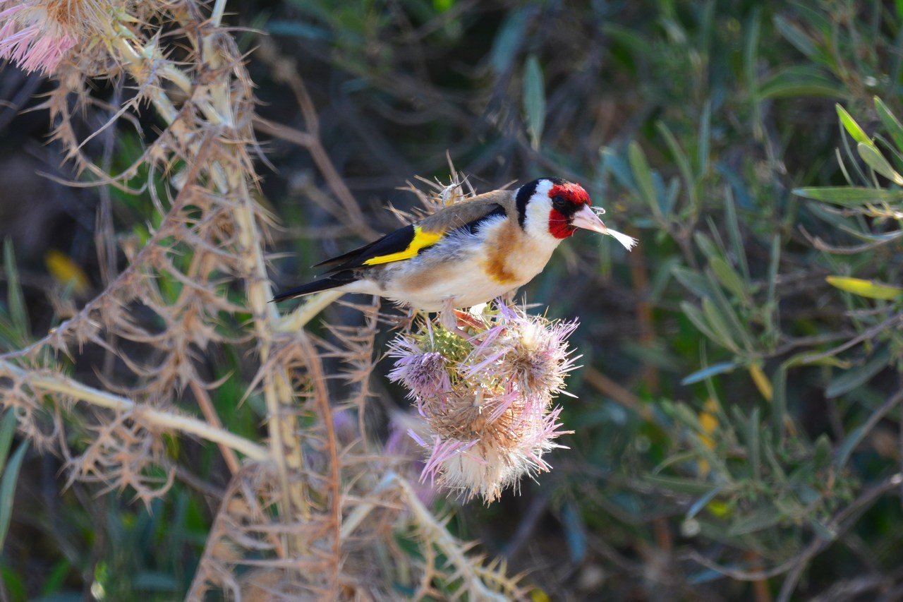 Carduelis carduelis Carduelis carduelis